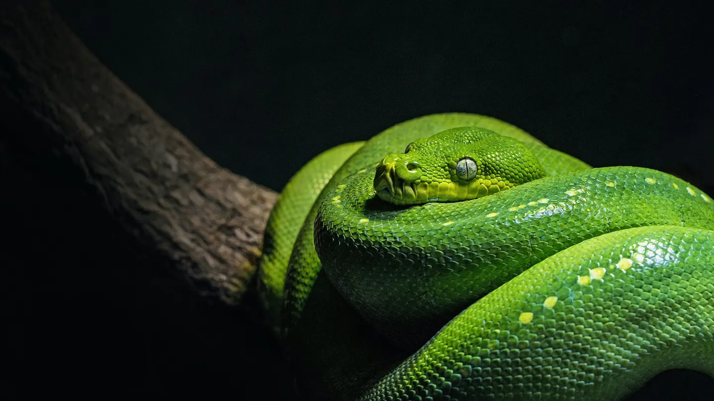 A green tree python coiled on a branch against a black background