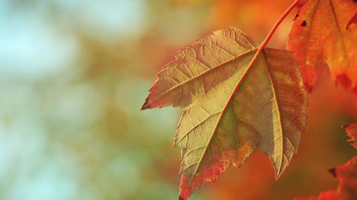An autumn maple leaf against soft, blurred light